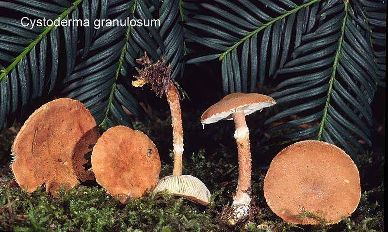 Cystodermella granulosa-amf744.jpg - Cystodermella granulosa ; Syn1: Cystoderma granulosum ; Syn2: Lepiota granulosa ; Nom français: Cystoderme granuleux